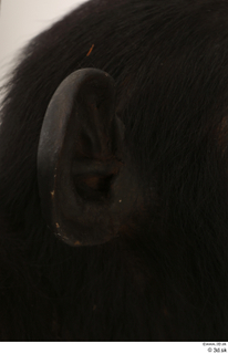 Chimpanzee Bonobo ear 0009.jpg